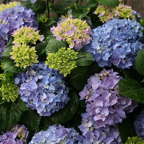 Hydrangea Macrophylla 'let's Dance Rhythmic Blue' - View 39 from www redcrocus com