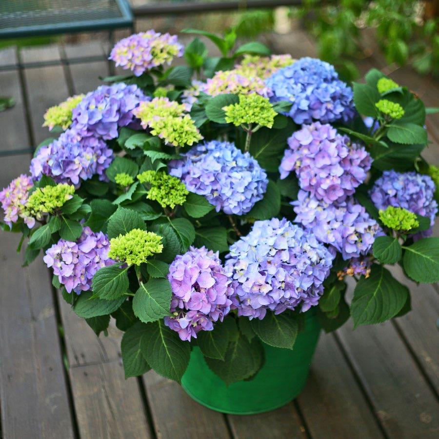 Hydrangea Macrophylla 'let's Dance Rhythmic Blue' - View 7 from www redcrocus com