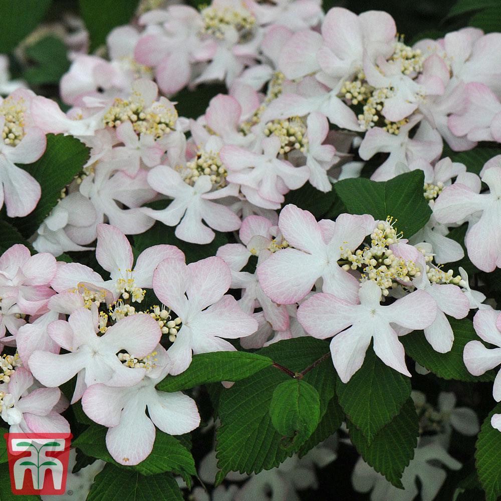 Viburnum Plicatum Var  Tomentosum Kern S Pink - View 10 from www redcrocus com