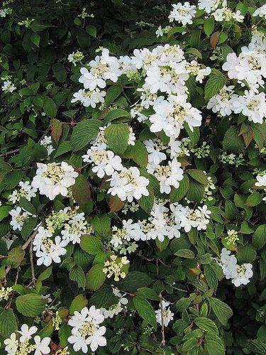 Viburnum Plicatum Var  Tomentosum Kern S Pink - View 11 from www redcrocus com
