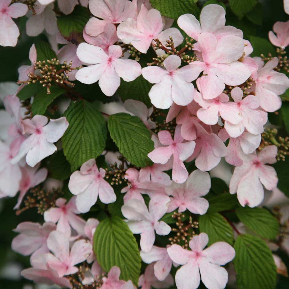 Viburnum Plicatum Var  Tomentosum Kern S Pink - View 12 from www redcrocus com