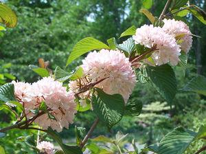 Viburnum Plicatum Var  Tomentosum Kern S Pink - View 13 from www redcrocus com