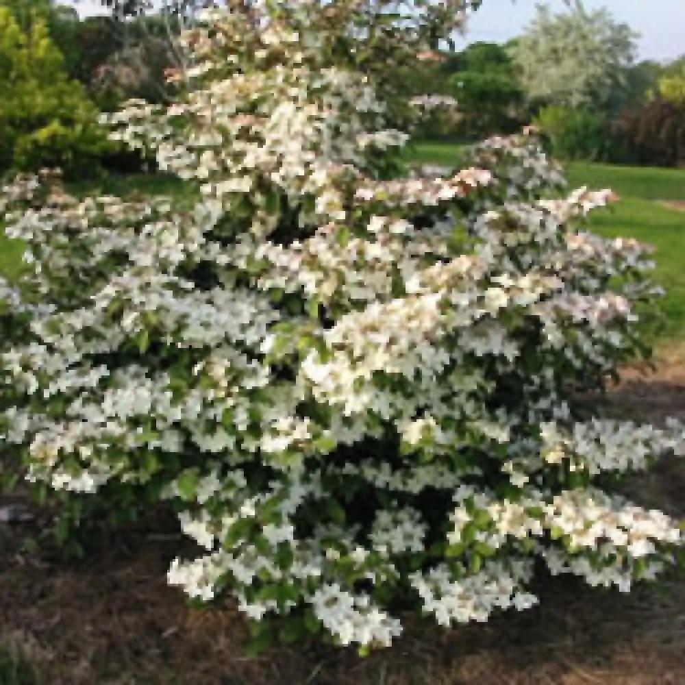 Viburnum Plicatum Var  Tomentosum Kern S Pink - View 14 from www redcrocus com