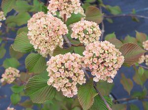 Viburnum Plicatum Var  Tomentosum Kern S Pink - View 15 from www redcrocus com