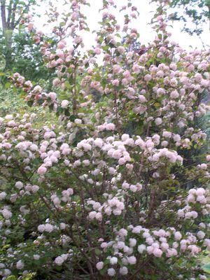 Viburnum Plicatum Var  Tomentosum Kern S Pink - View 1 from www redcrocus com