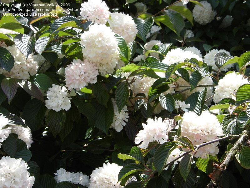 Viburnum Plicatum Var  Tomentosum Kern S Pink - View 3 from www redcrocus com