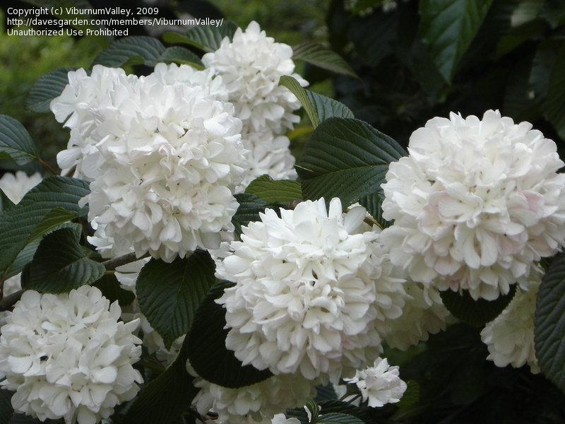 Viburnum Plicatum Var  Tomentosum Kern S Pink - View 4 from www redcrocus com