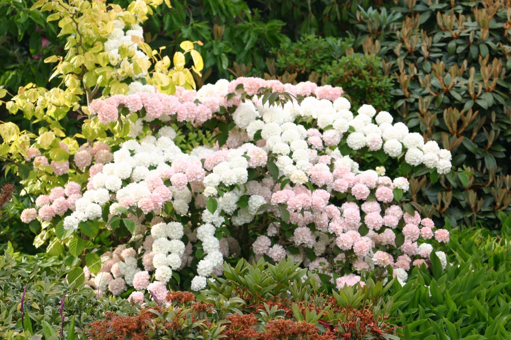 Viburnum Plicatum Var  Tomentosum Kern S Pink - View 6 from www redcrocus com