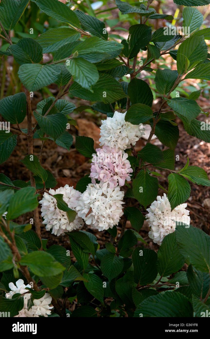 Viburnum Plicatum Var  Tomentosum Kern S Pink - View 8 from www redcrocus com