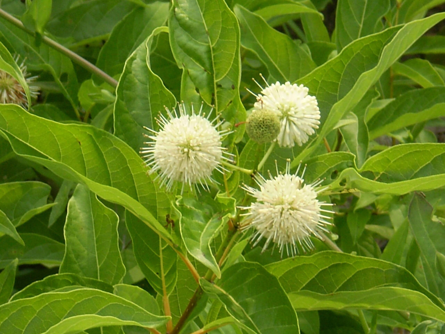 Cephalanthus Occidentalis - View 10 from www redcrocus com