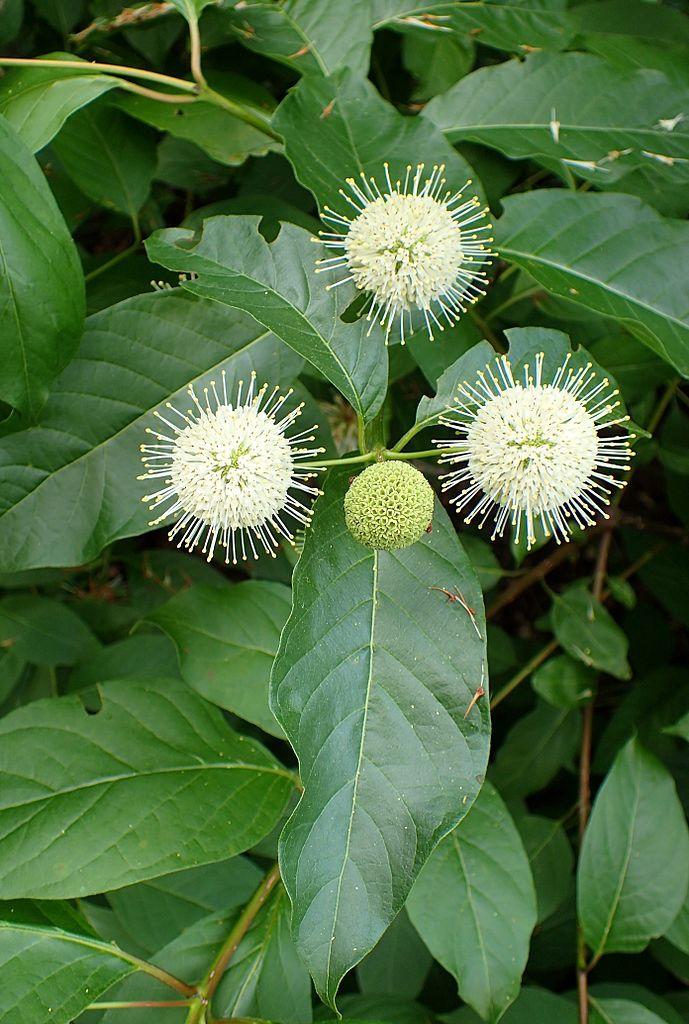 Cephalanthus Occidentalis - View 12 from www redcrocus com