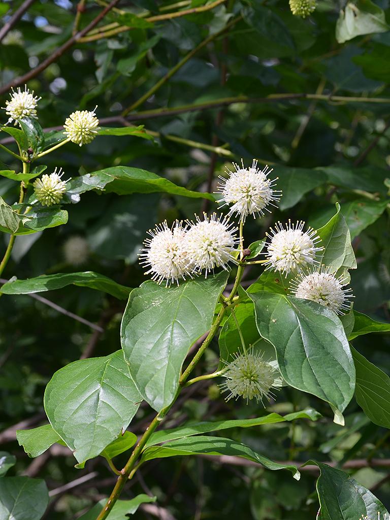Cephalanthus Occidentalis - View 16 from www redcrocus com