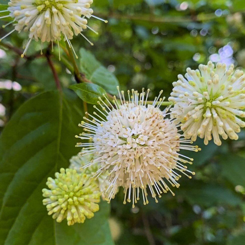 Cephalanthus Occidentalis - View 17 from www redcrocus com