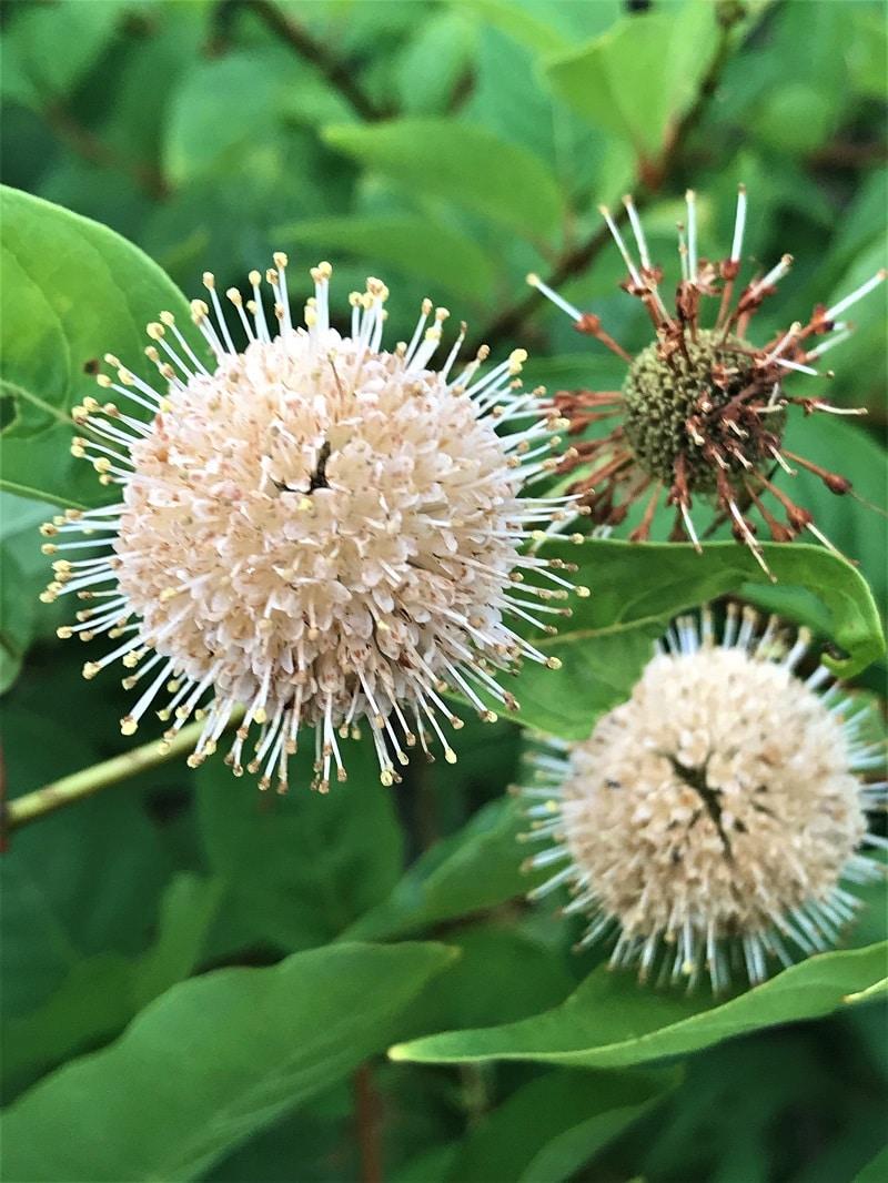 Cephalanthus Occidentalis - View 18 from www redcrocus com