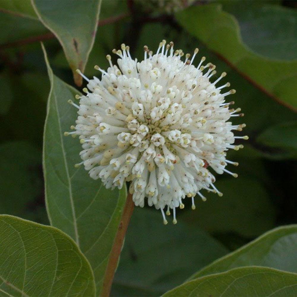Cephalanthus Occidentalis - View 19 from www redcrocus com