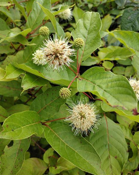 Cephalanthus Occidentalis - View 1 from www redcrocus com