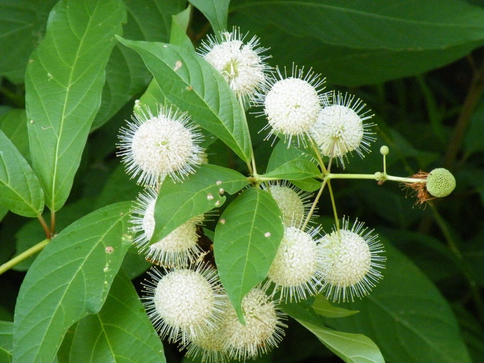 Cephalanthus Occidentalis - View 2 from www redcrocus com