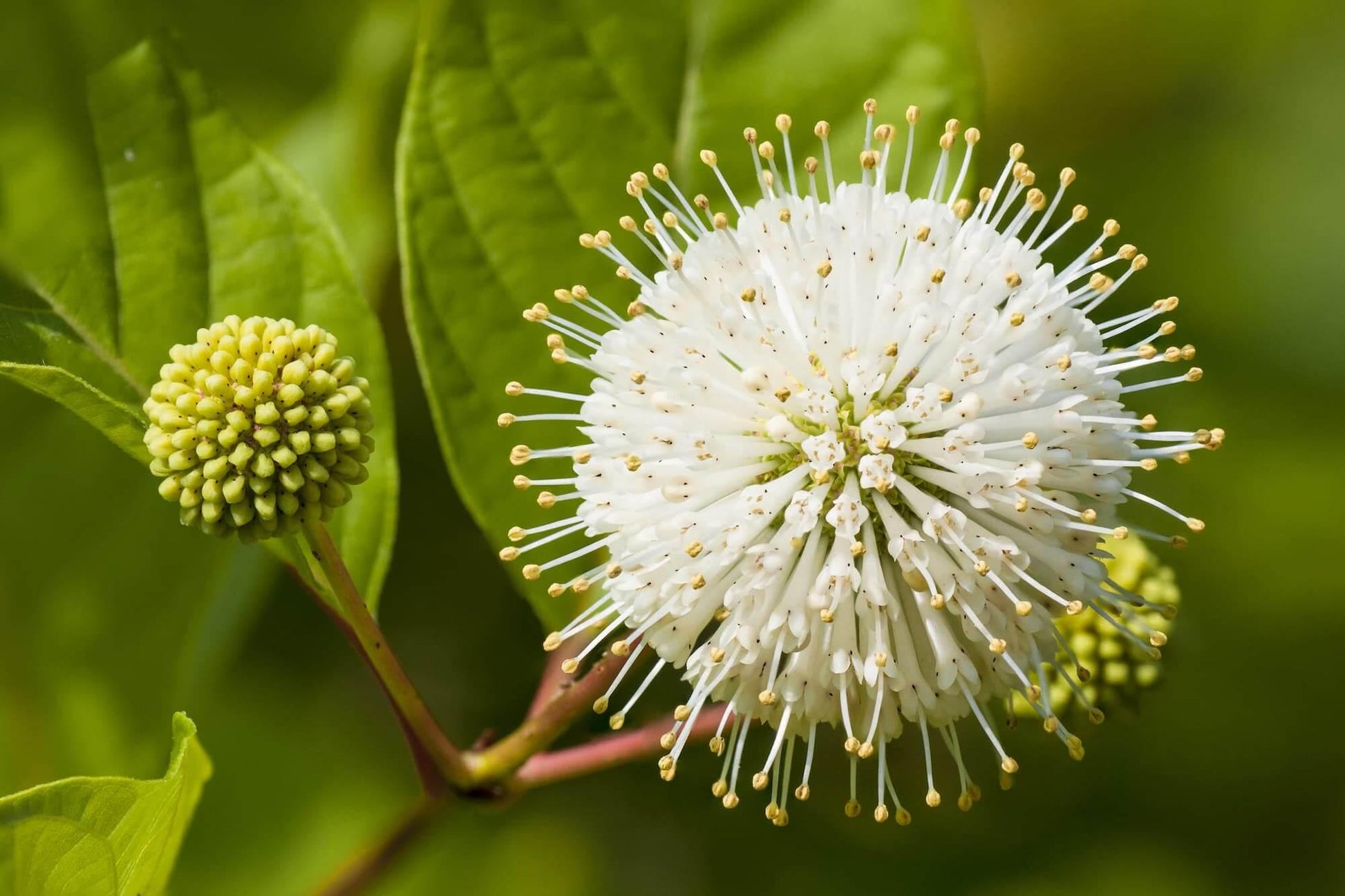 Cephalanthus Occidentalis - View 4 from www redcrocus com