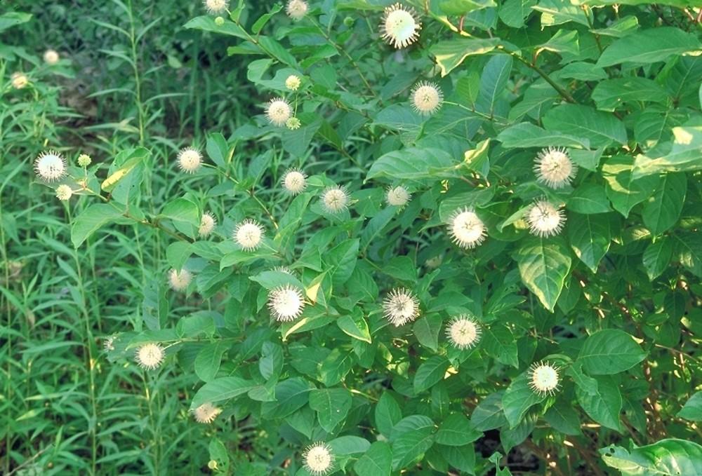 Cephalanthus Occidentalis - View 5 from www redcrocus com