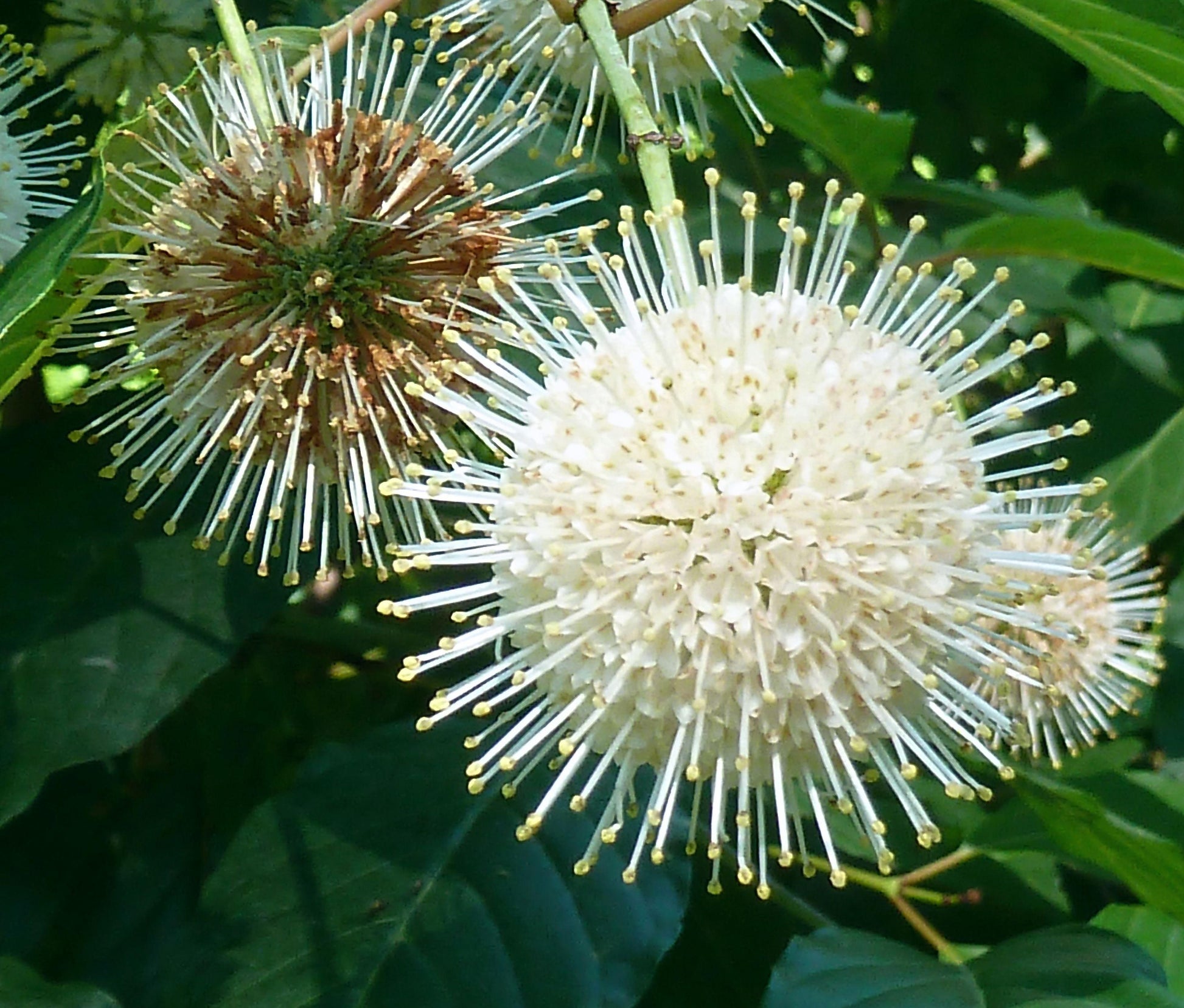 Cephalanthus Occidentalis - View 7 from www redcrocus com