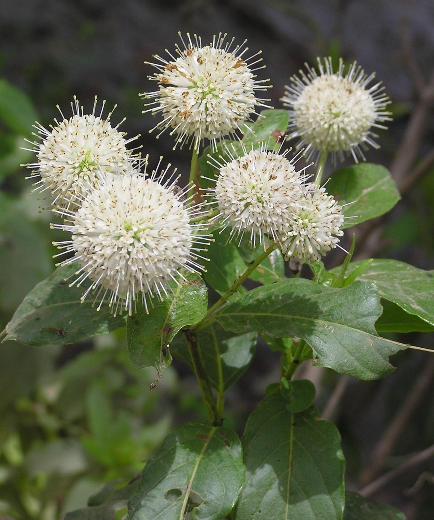 Cephalanthus Occidentalis - View 8 from www redcrocus com
