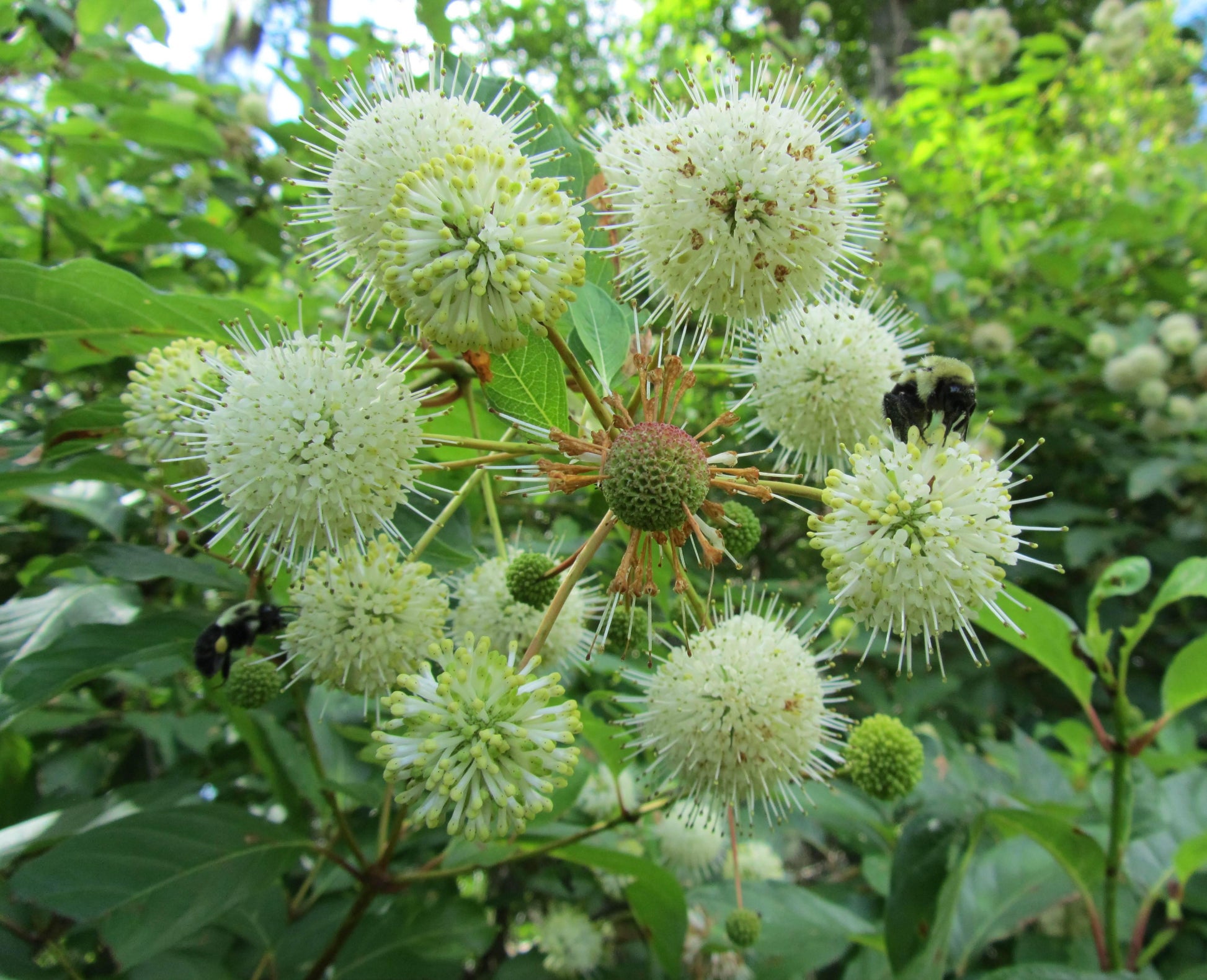 Cephalanthus Occidentalis - View 9 from www redcrocus com