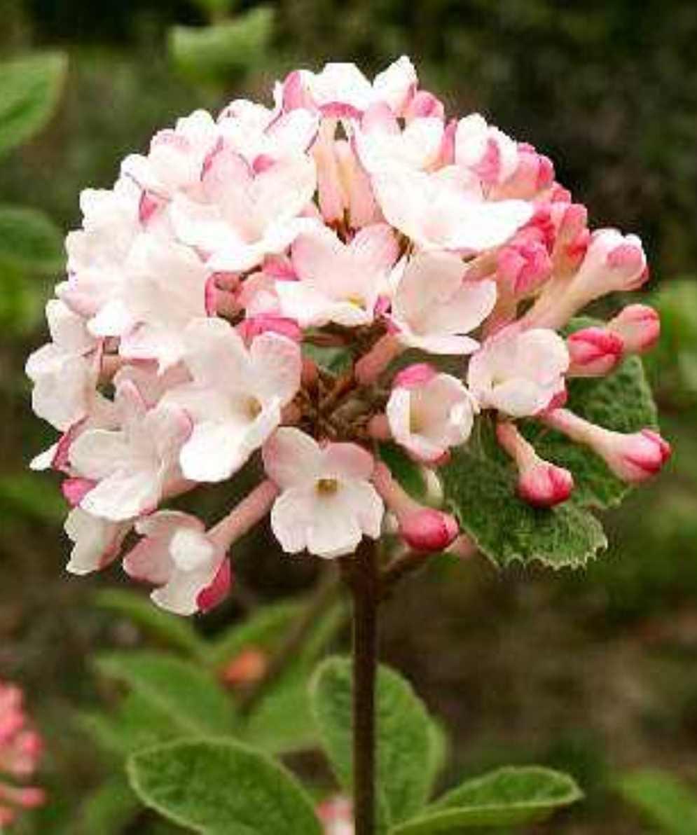 Viburnum Carlesii - View 12 from www redcrocus com