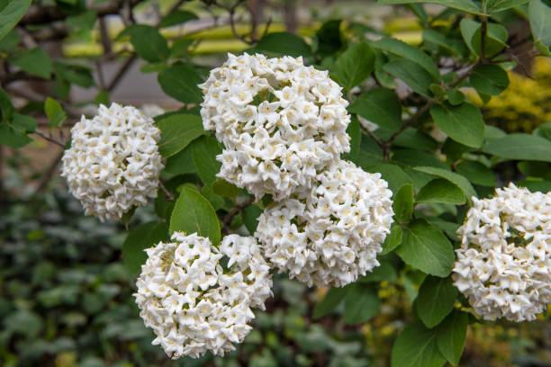 Viburnum Carlesii - View 18 from www redcrocus com