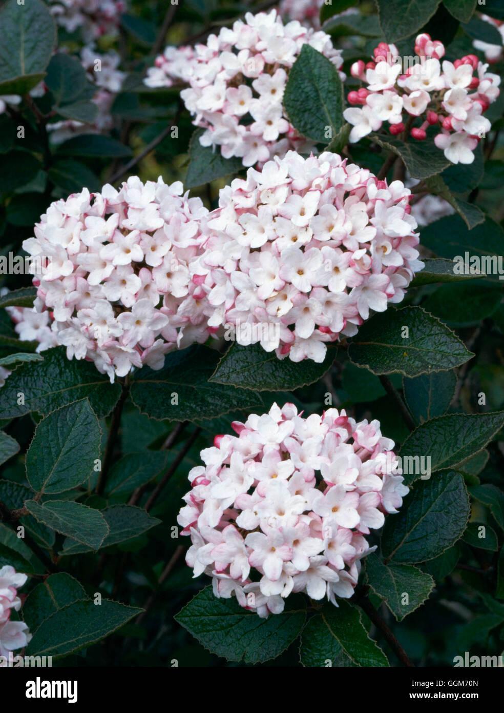 Viburnum Carlesii - View 20 from www redcrocus com