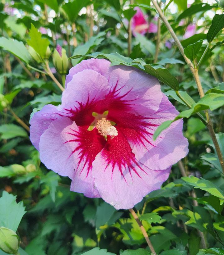 Hibiscus Syriacus Purple Pillar - View 12 from www redcrocus com