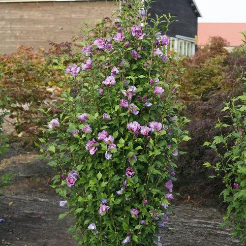Hibiscus Syriacus Purple Pillar - View 3 from www redcrocus com