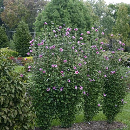 Hibiscus Syriacus Purple Pillar - View 7 from www redcrocus com