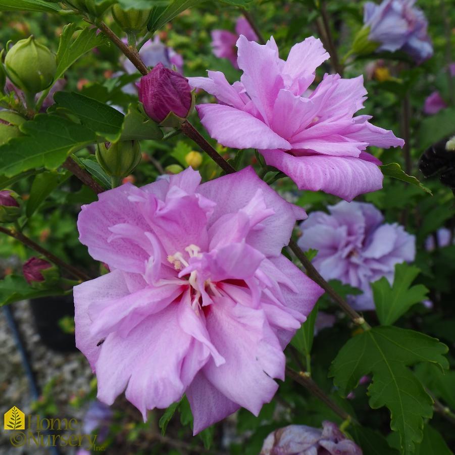 Hibiscus Syriacus Purple Pillar - View 9 from www redcrocus com