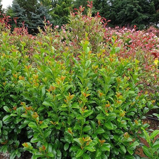 Prunus Laurocerasus Volcano - View 11 from www redcrocus com