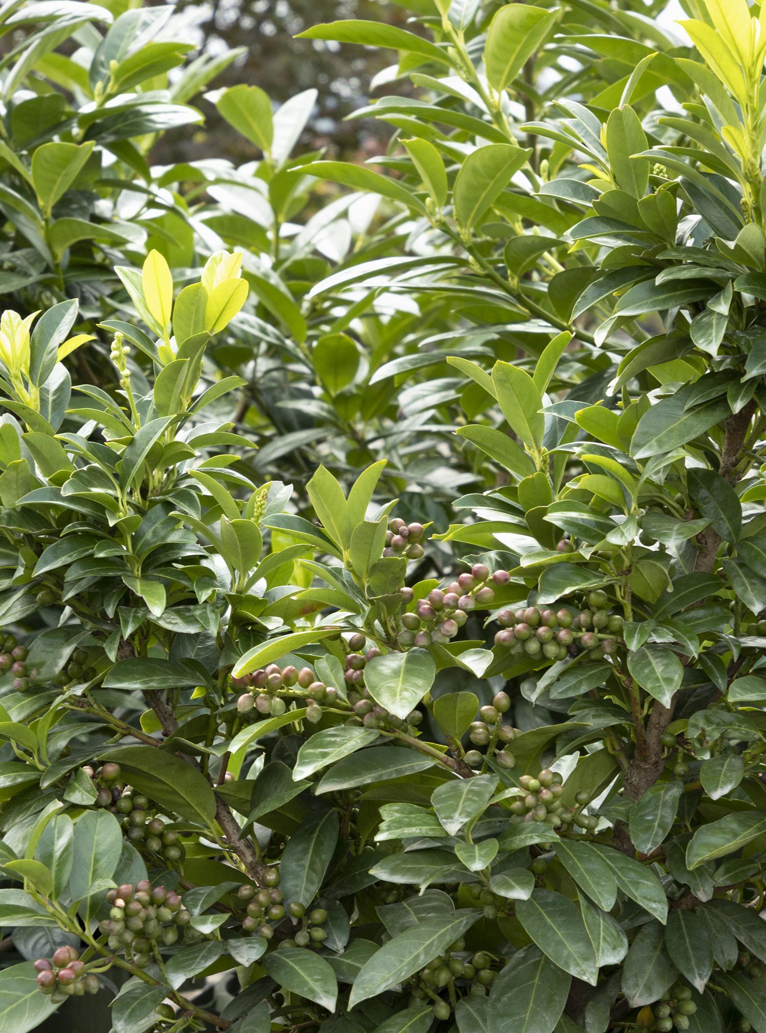 Prunus Laurocerasus Volcano - View 13 from www redcrocus com