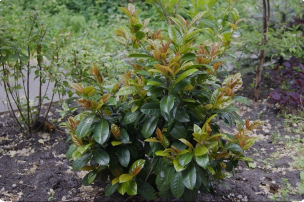 Prunus Laurocerasus Volcano - View 1 from www redcrocus com