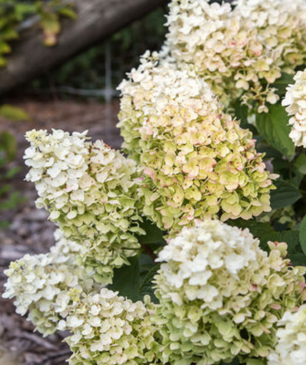 Hydrangea Paniculata Little Hottie - View 15 from www redcrocus com