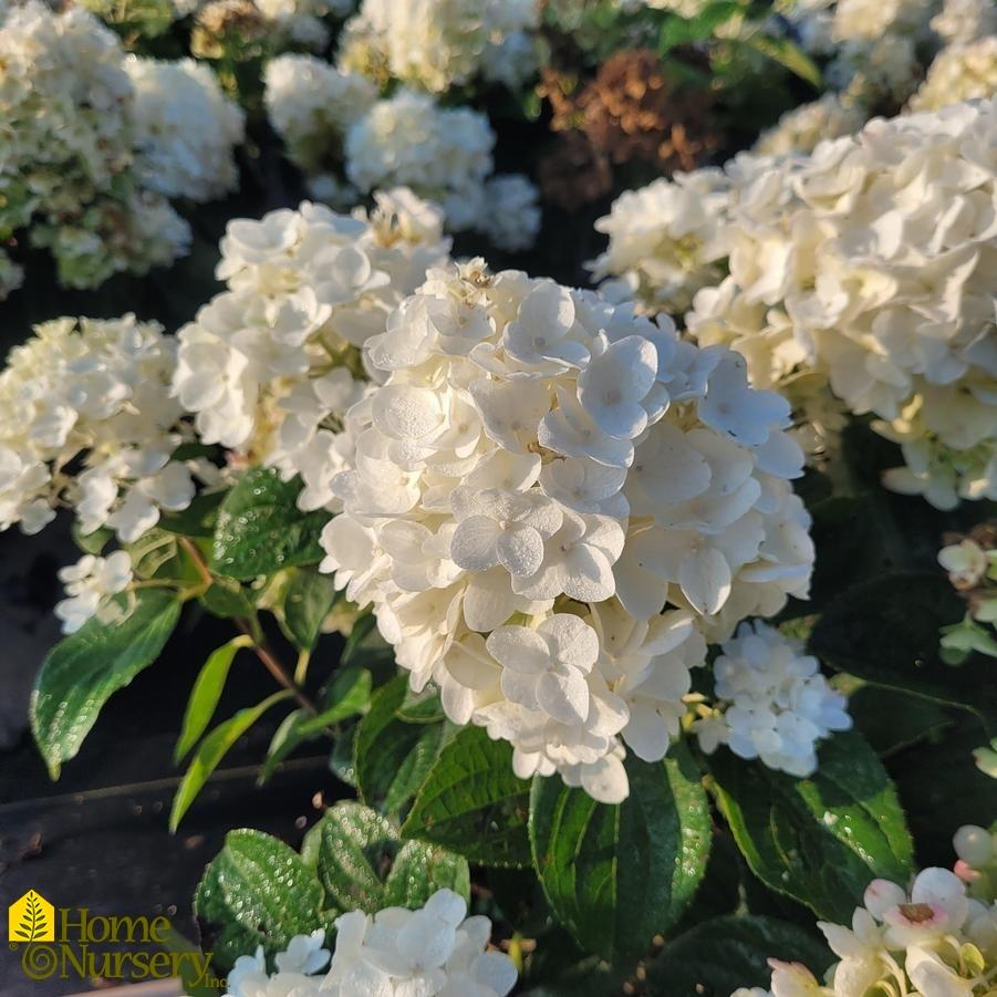 Hydrangea Paniculata Little Hottie - View 16 from www redcrocus com