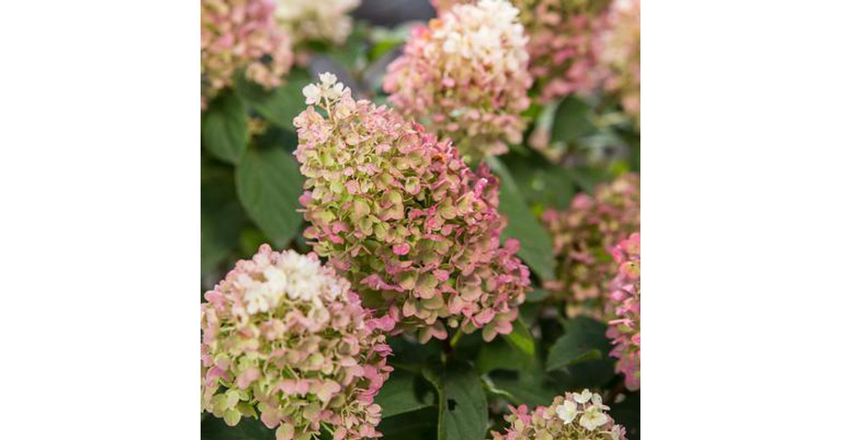 Hydrangea Paniculata Little Hottie - View 19 from www redcrocus com