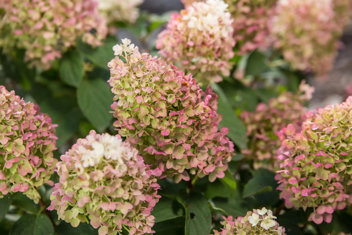Hydrangea Paniculata Little Hottie - View 2 from www redcrocus com