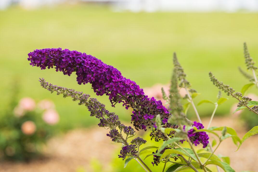 Buddleia Davidii Groovy Grape - View 11 from www redcrocus com