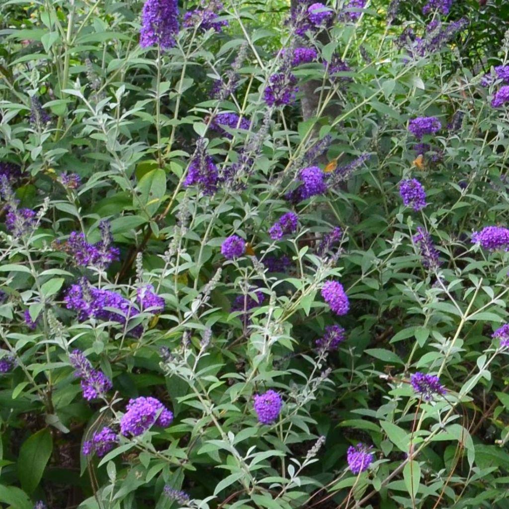 Buddleia Davidii Groovy Grape - View 13 from www redcrocus com