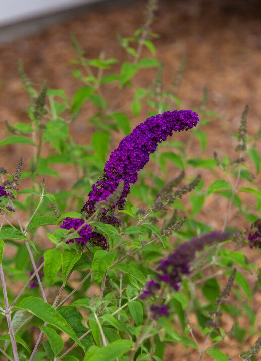 Buddleia Davidii Groovy Grape - View 14 from www redcrocus com