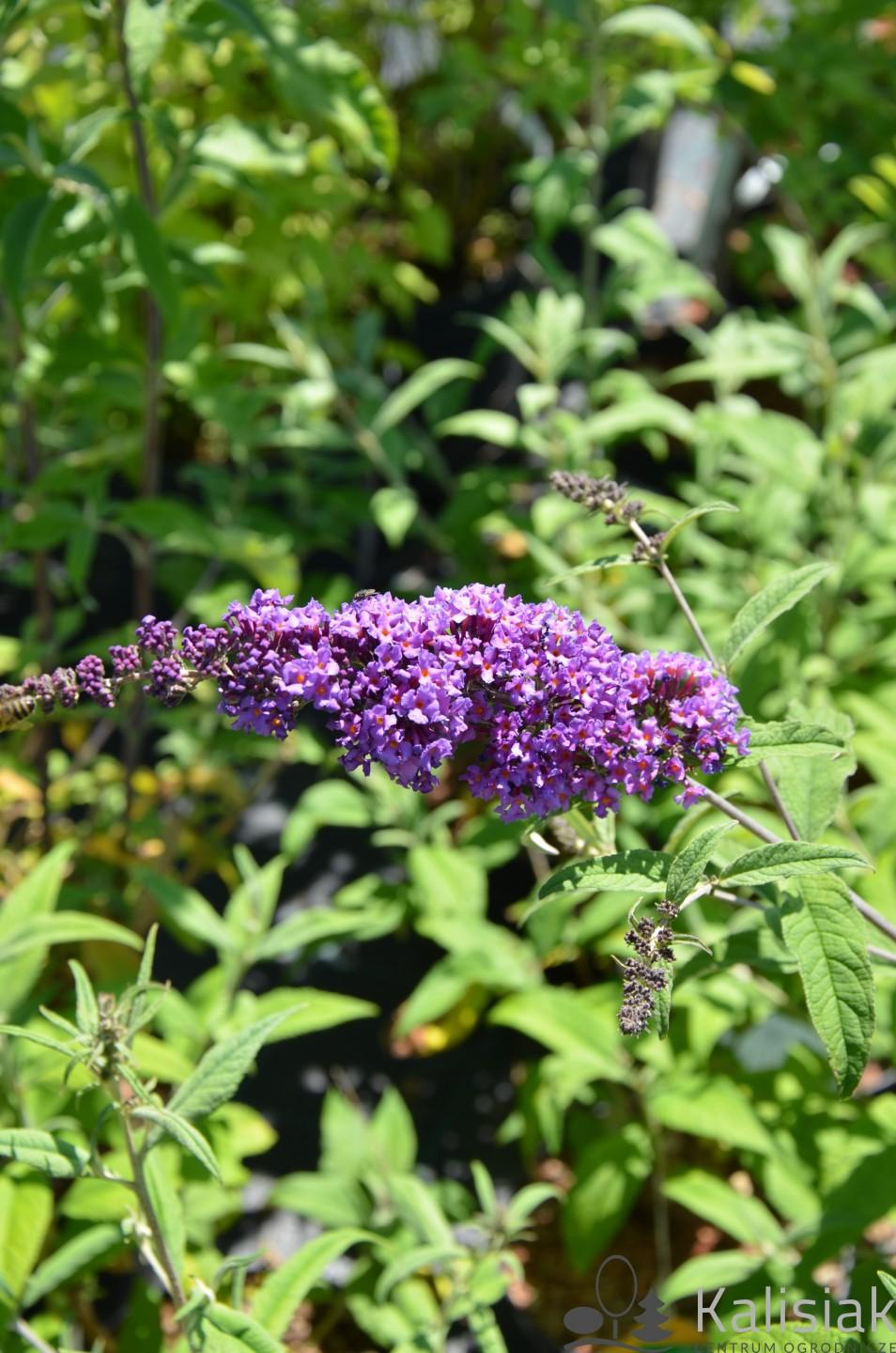 Buddleia Davidii Groovy Grape - View 15 from www redcrocus com