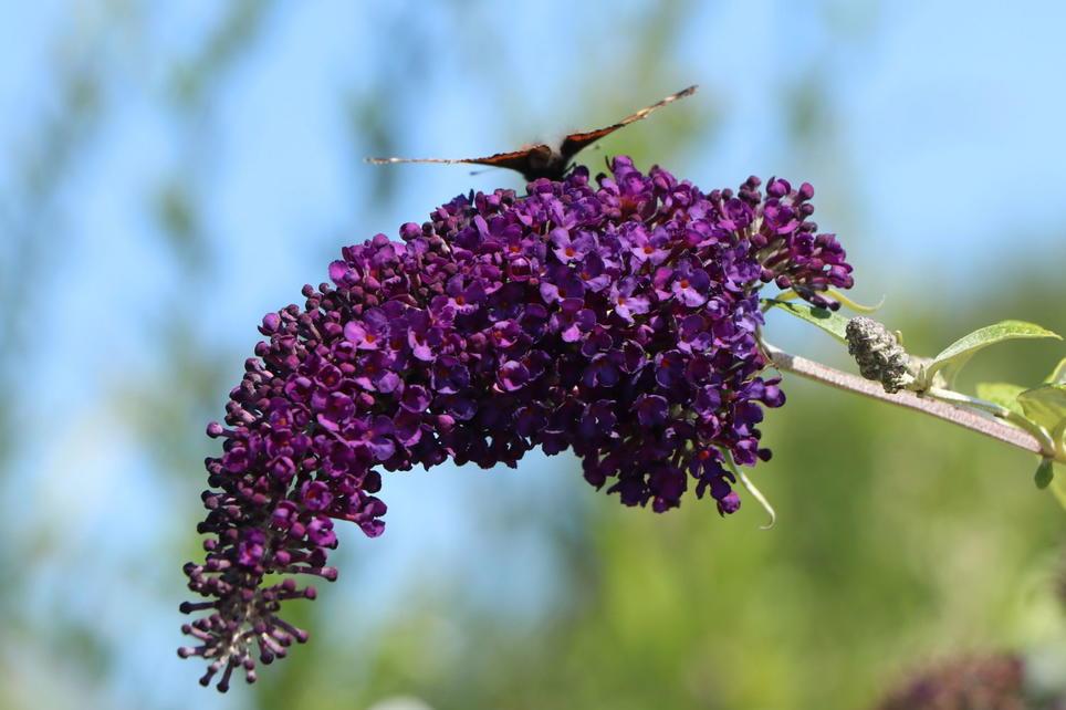Buddleia Davidii Groovy Grape - View 18 from www redcrocus com