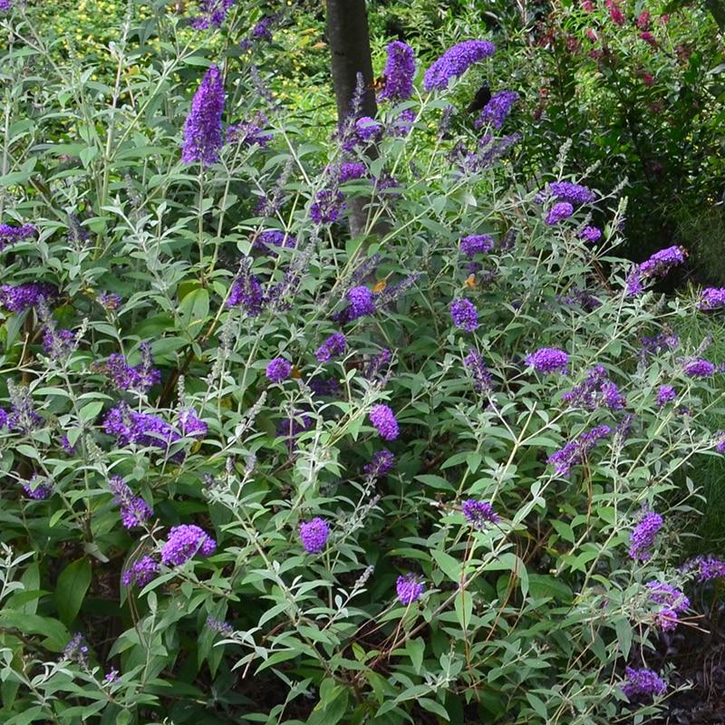 Buddleia Davidii Groovy Grape - View 1 from www redcrocus com