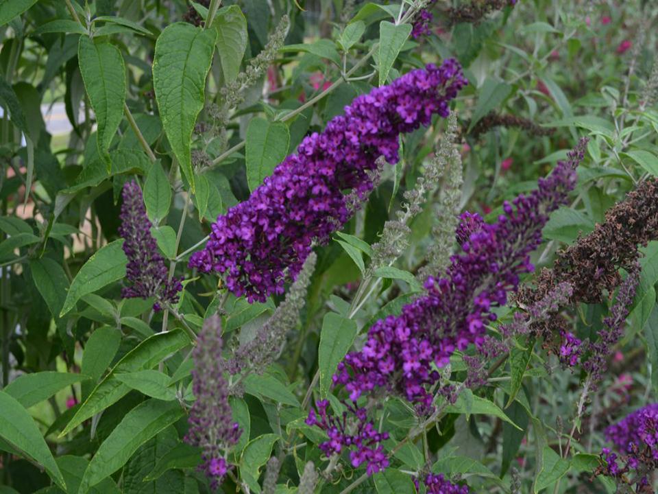 Buddleia Davidii Groovy Grape - View 6 from www redcrocus com