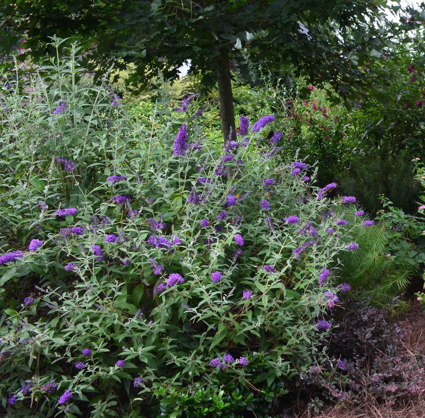 Buddleia Davidii Groovy Grape - View 8 from www redcrocus com