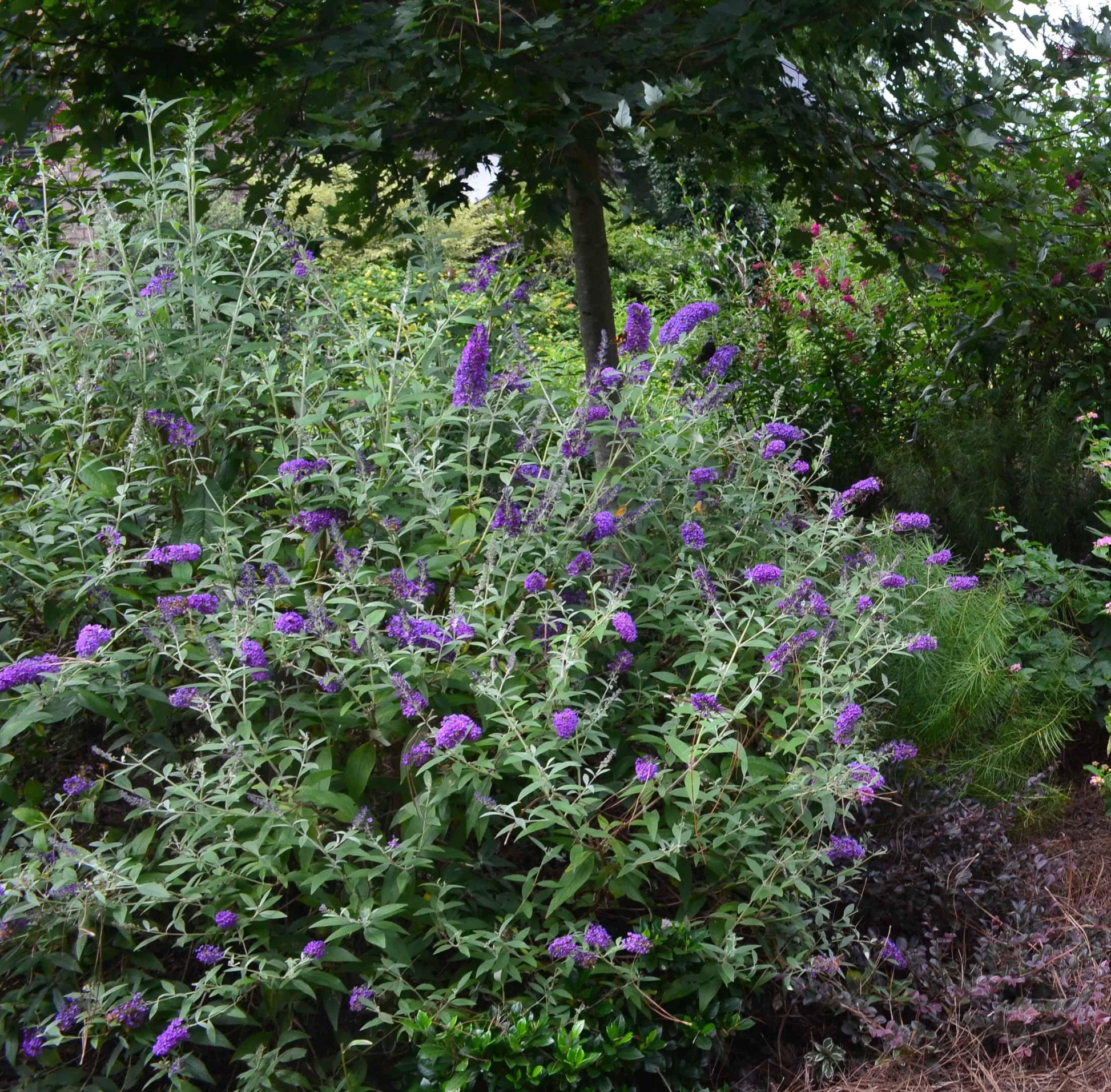 Buddleia Davidii Groovy Grape - View 8 from www redcrocus com