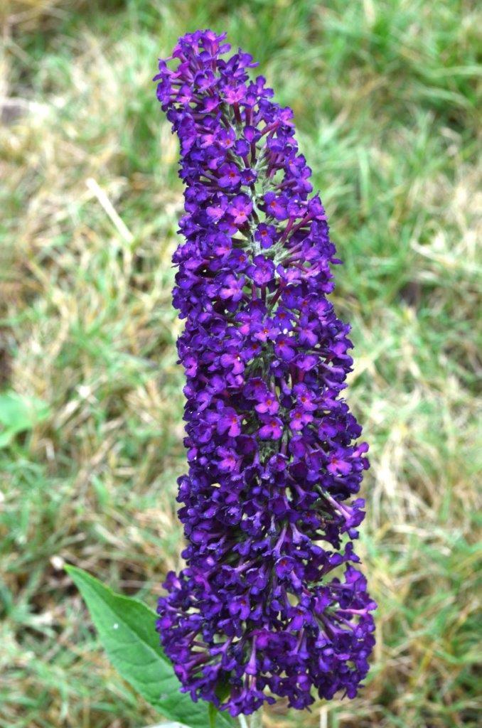 Buddleia Davidii Groovy Grape - View 9 from www redcrocus com